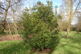 Quercus glauca (02/02/2104, Kew Gardens, London)