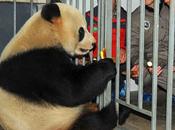 Loaned Pandas Transit from China Belgium....