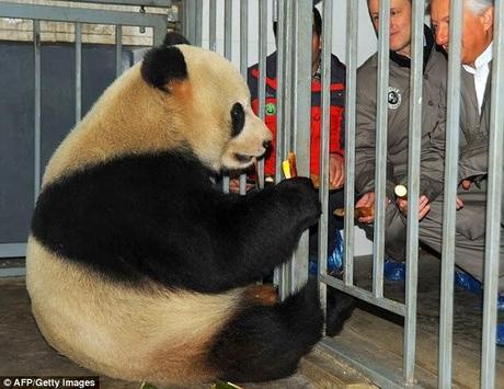 loaned Pandas in transit from China to Belgium....