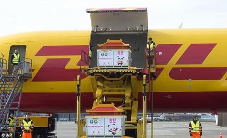 loaned Pandas in transit from China to Belgium....