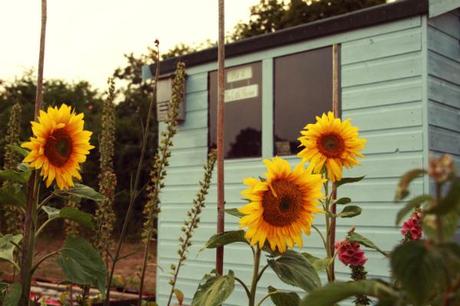 allotment shed