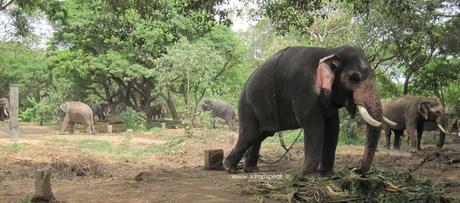 the affable mammoths ..... not to be paraded in Republic Day !!!