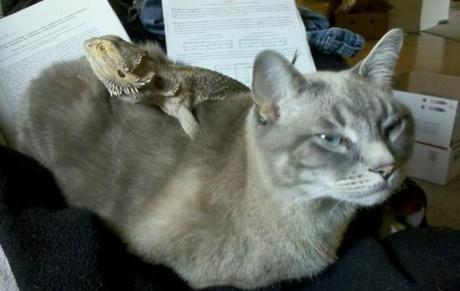 The World’s Top 10 Best Images of Cats and Dragons