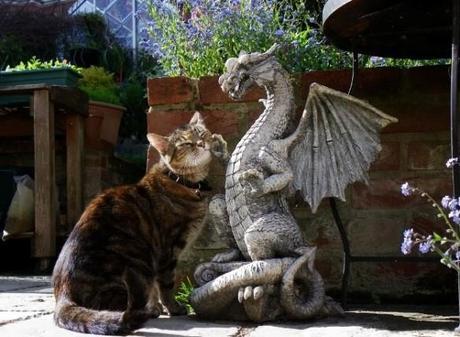 The World’s Top 10 Best Images of Cats and Dragons