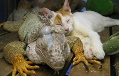 The World’s Top 10 Best Images of Cats and Dragons