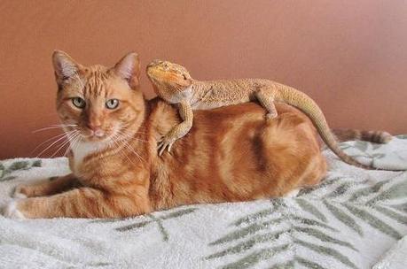 The World’s Top 10 Best Images of Cats and Dragons