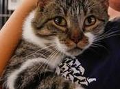 Pledge Keep Cats Wildlife Safe