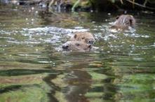 Wildlife Extra News – Wild beavers spotted in Devon