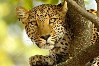 East African Leopard: Victim or Victor?