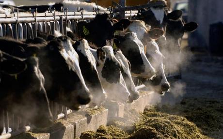 Animal rights activists say the law will make it harder to expose abuse on farms.Charlie Litchfield/AP