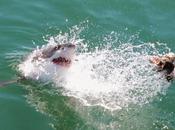 Would Cage Dive With Great White Sharks? Did! (Video Evidence)