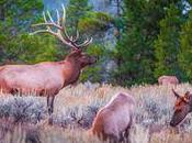 Tell Idaho: Cull! Petition Site
