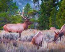 Tell Idaho: No Elk Cull! – The Petition Site