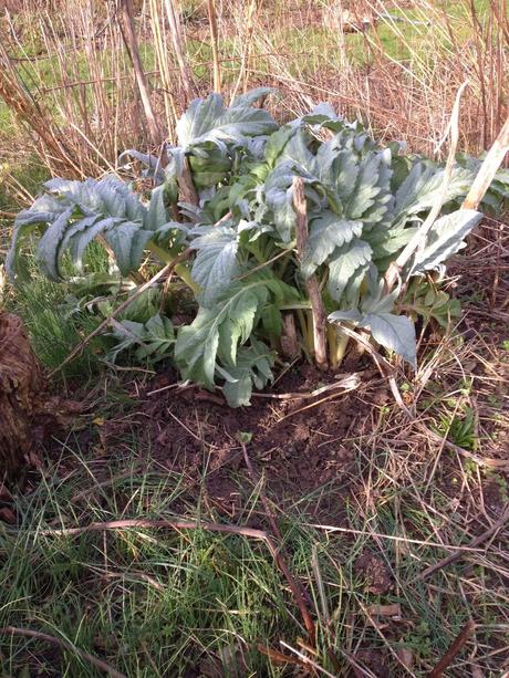 Rescued from the Cardoon Empire