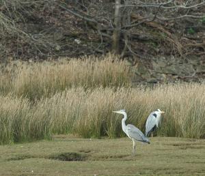 Grey Herons, Lelant Saltings, Hayle Estuary (photo: Amanda Scott)
