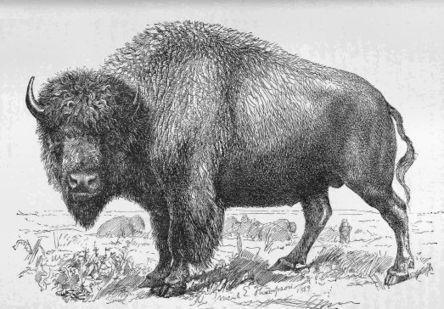 THE EXTERMINATION OF THE AMERICAN BISON.