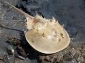 Help Save Rare Horseshoe Crabs