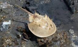 Help Save Rare Horseshoe Crabs