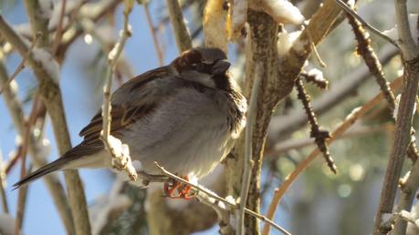 Rose-of-Sharon-and-Camouflage-in-Winter