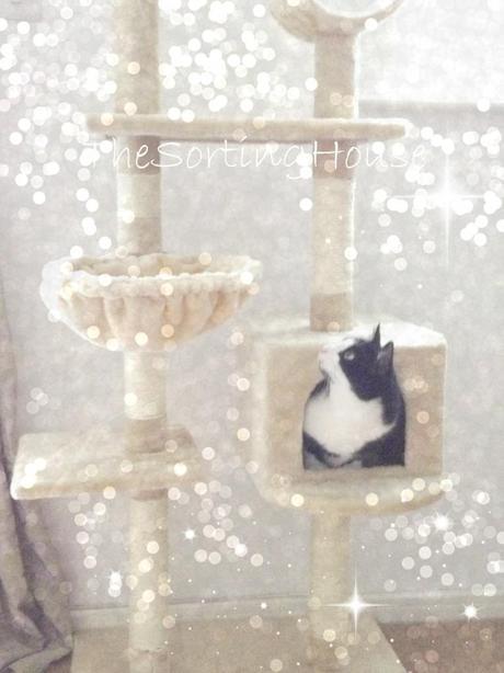 Indoor Cats Vs Outdoor Cats