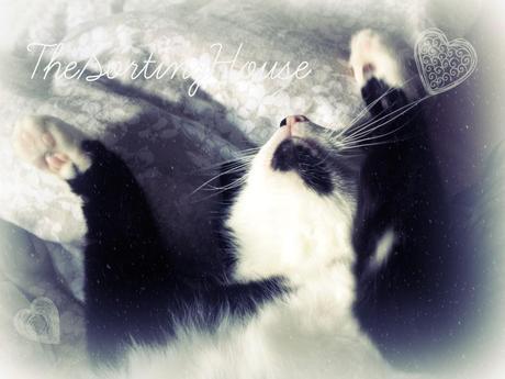 The Sorting House Kitty