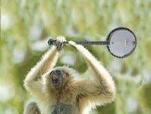 Gibbons Are Great! They Can Play The Banjo For Starters!