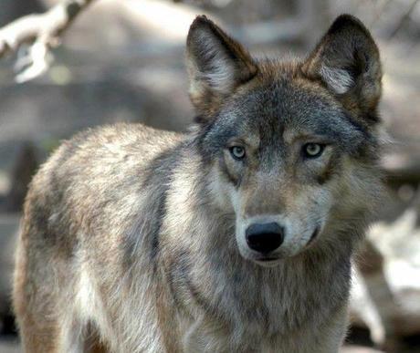 Idaho Fish and Game Kills 23 wolves in Lolo Pass Area