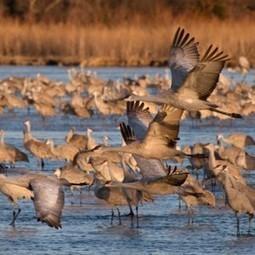 Platte River Sandhill Cranes: Enjoying North America’s Greatest Bird Spectacle