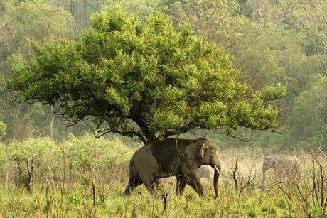 Reasons to Love & Save the Asiatic Elephant. ~ Tanmay Sharma
