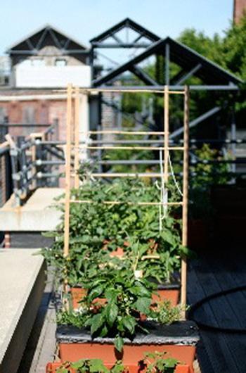 Design Diary: Davis Square Loft With Roof Garden sharon-kitchens-vegetable-garden