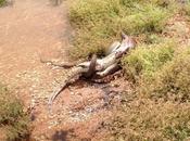 Check This Giant Python Swallow Crocodile