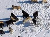 Killing Entire Alaska Wolf Pack Upsets National Park Service…And