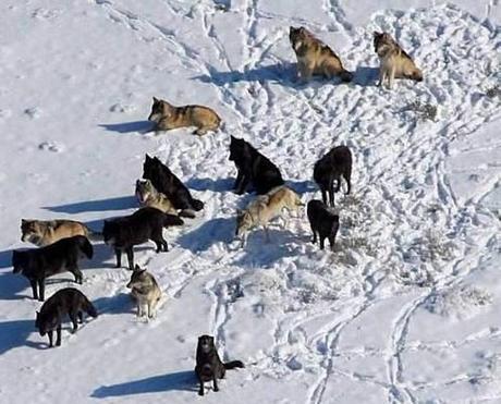 Killing of entire Alaska wolf pack upsets National Park Service…And Me!