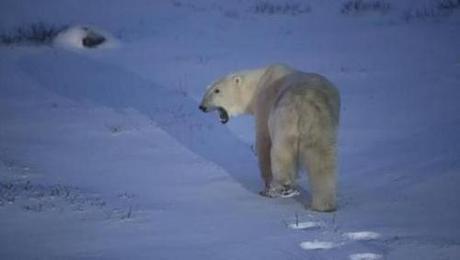 Google Maps charts the frozen home of the polar bear