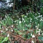 HEAVENLY SPRING HEDGEROWS