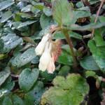 HEAVENLY SPRING HEDGEROWS