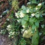 HEAVENLY SPRING HEDGEROWS