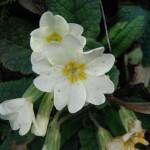 HEAVENLY SPRING HEDGEROWS