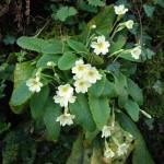 HEAVENLY SPRING HEDGEROWS