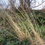 HEAVENLY SPRING HEDGEROWS