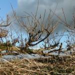 HEAVENLY SPRING HEDGEROWS