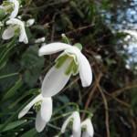 HEAVENLY SPRING HEDGEROWS