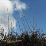 HEAVENLY SPRING HEDGEROWS