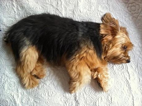 Priscilla-The-Yorkshire-Terrier