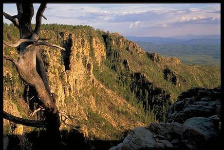 Volunteer Opportunities in AZ