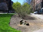 Tree Removal Planned Boston Common Public Garden