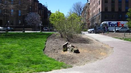 Existing stump along the Marlborough Gate in the Public Garden scheduled for removal