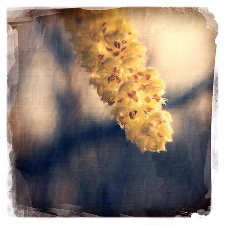 Catkin - Signs of Spring