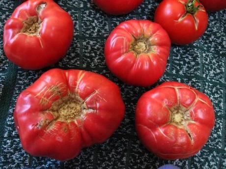 Brandywine tomatoes by rsgreen89, via Creative Commons 2.0.