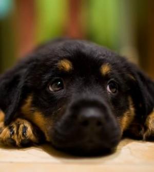Responsible Puppy Care: Know What to Do with Your New Pup